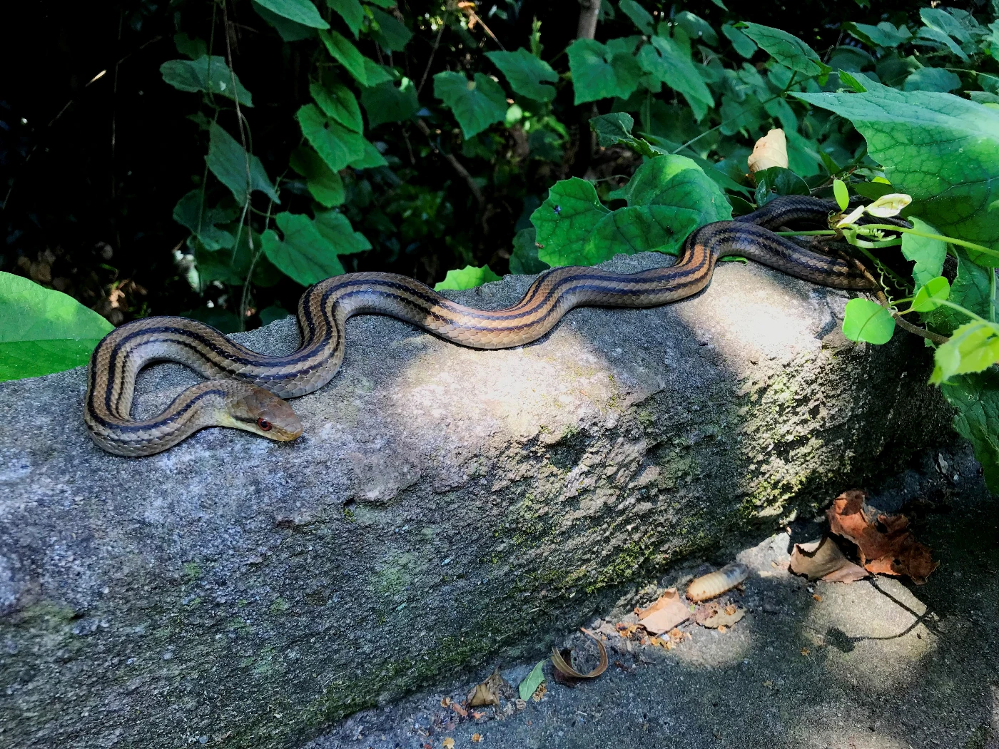 一條在神律島覓食的日本四線錦蛇(Elaphe quadrivirgata)。（圖片提供: 長谷川雅美）