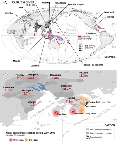 HKU marine ecologists and international team unveils the historical impacts of development on coral reef loss in the South China Sea, suggesting possible coral restoration in Hong Kong