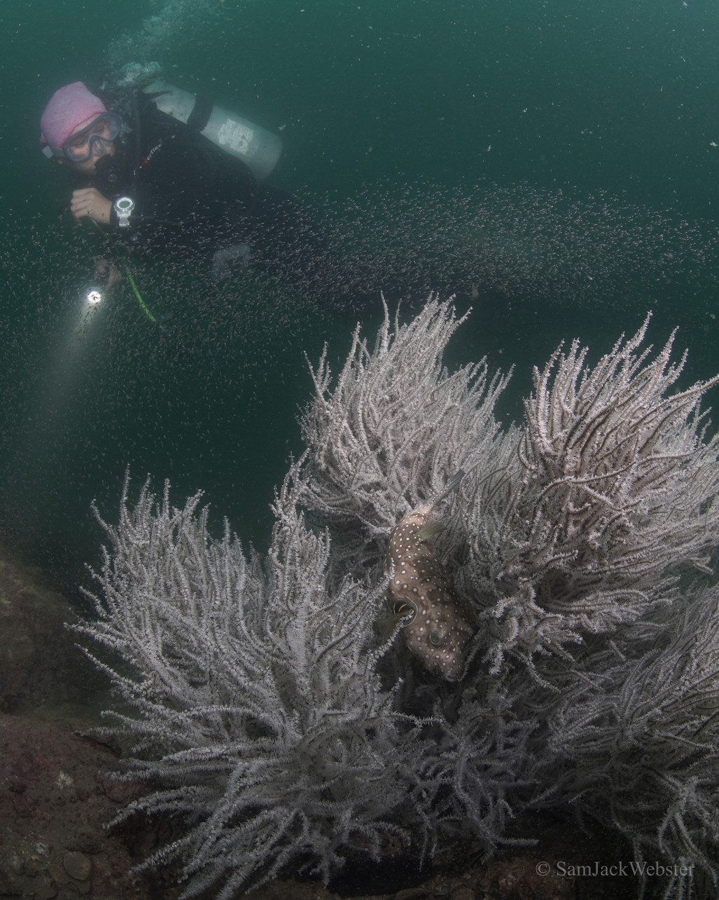 Hong Kong black coral. Photo courtesy of Sam Webster