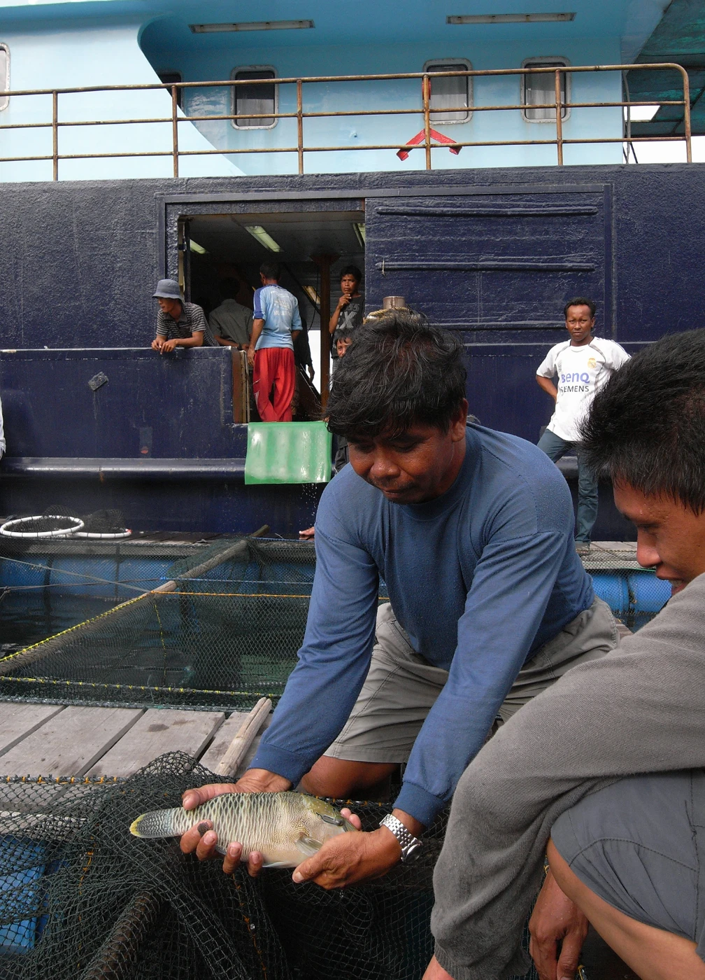 Small juvenile Humphead wrasse just before loading onto a Hong Kong registered vessel in western Indonesia and exported with no CITES permit. (Source of photo: Professor Yvonne Sadovy of School of Biological Sciences, HKU)