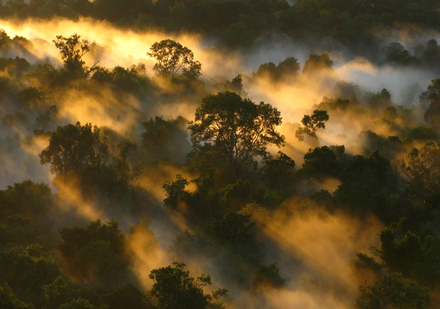 Amazon Forest canopy at Dawn Brazil ; photo courtesy: Peter Vander Sleen