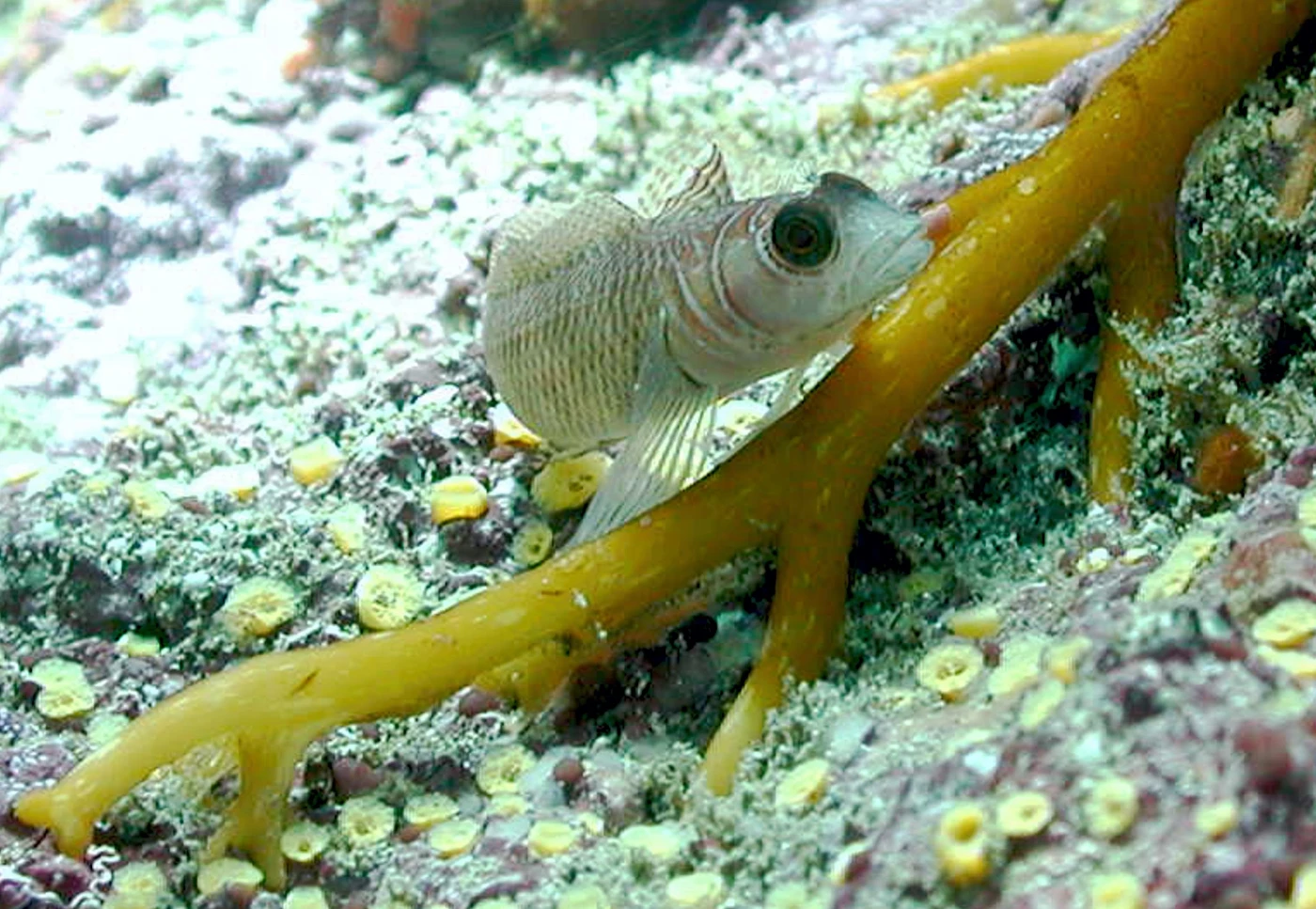 香港大學海洋生物學者聯同國際研究團隊<br>
揭示魚類改變基因表達以適應海洋酸化