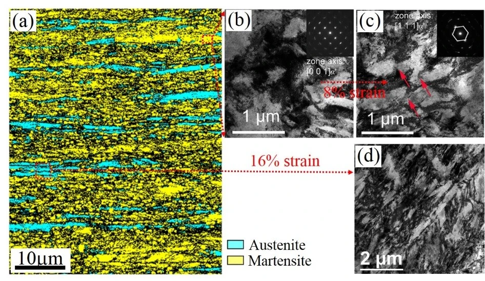 Figure 4  (a) Electron backscatter diffraction (EBSD) phase image showing the lamella microstructure of layered austenite grains () embedded in tempered martensite (') matrix.  (b) The dislocation structures in martensite as enlarged in transmission electron microscopy (TEM) image.  (c) TEM image showing the elongation of dislocation cell structure after the 8% tensile strain.  (d) TEM image confirming the transformation of metastable austenite to martensite after 16% tensile strain.