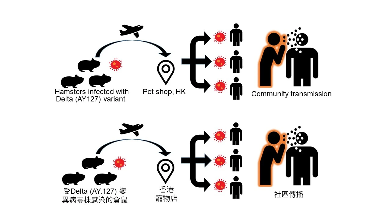 港大醫學院發現<br>
寵物敘利亞倉鼠可自然感染新冠病毒  進而感染人類