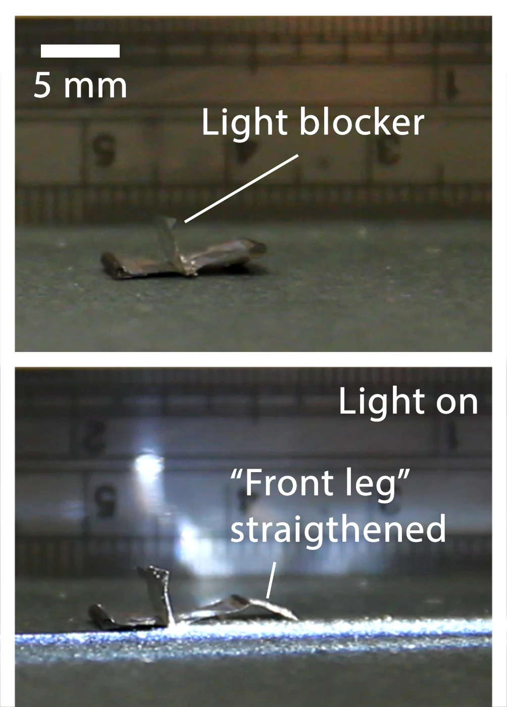 Figure 3  A mini walking-bot with the “front leg” straightened under light, while the light blocker blocks the light illumination on the “back leg” and therefore it remains curled. Therefore, the walking-bot walks towards the light source.