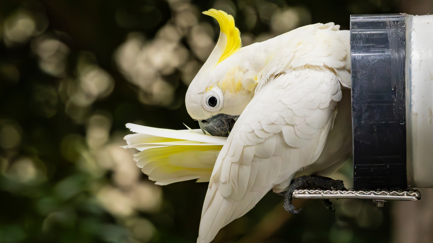 The HKU Researcher Saving Hong Kong’s Cockatoos