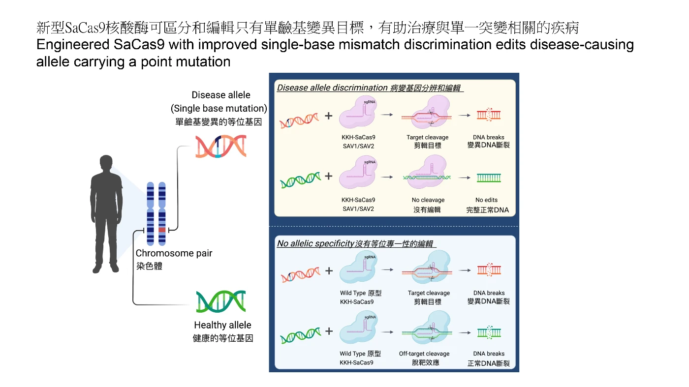 港大醫學院成功研發<br>
具有可分辨單鹼基突變的CRISPR-Cas9基因編輯酶<br>
可用於精準基因治療