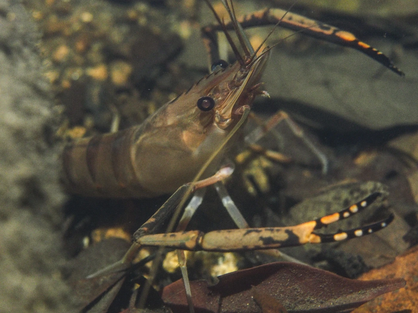 貪食沼蝦（Macrobrachium lar）是一種洄游性甲殼類動物，水壩建設造成的河流片段化為其生存帶來了巨大挑戰。圖片提供：陳焯峰