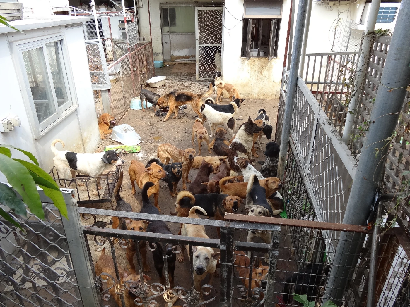 香港大學法律學院與香港愛護動物協會<br>
對香港虐待動物的新研究指出唐狗是最常見的受虐者