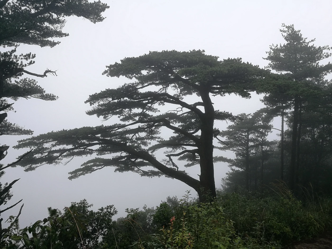 Old-growth trees show higher drought resistance than younger trees<br>
Study highlights importance of conserving old-growth forests as major carbon sinks