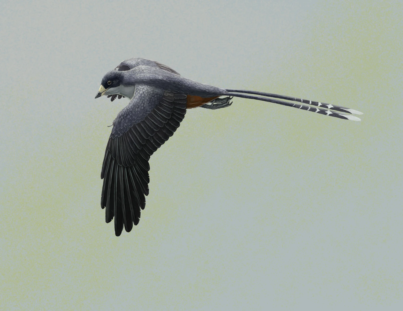 Bird beak revealed by HKU-codeveloped laser imaging <br>
informs early beak form, function, and development