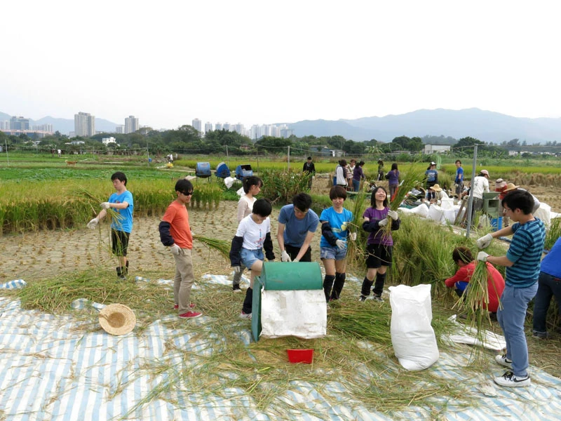 4.  在塱原濕地種植稻米