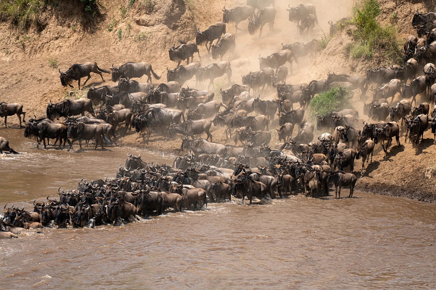 The Great Migration in action: Thousands of Blue Wildebeests crossing the Mara Riverby Wai Lun Tse