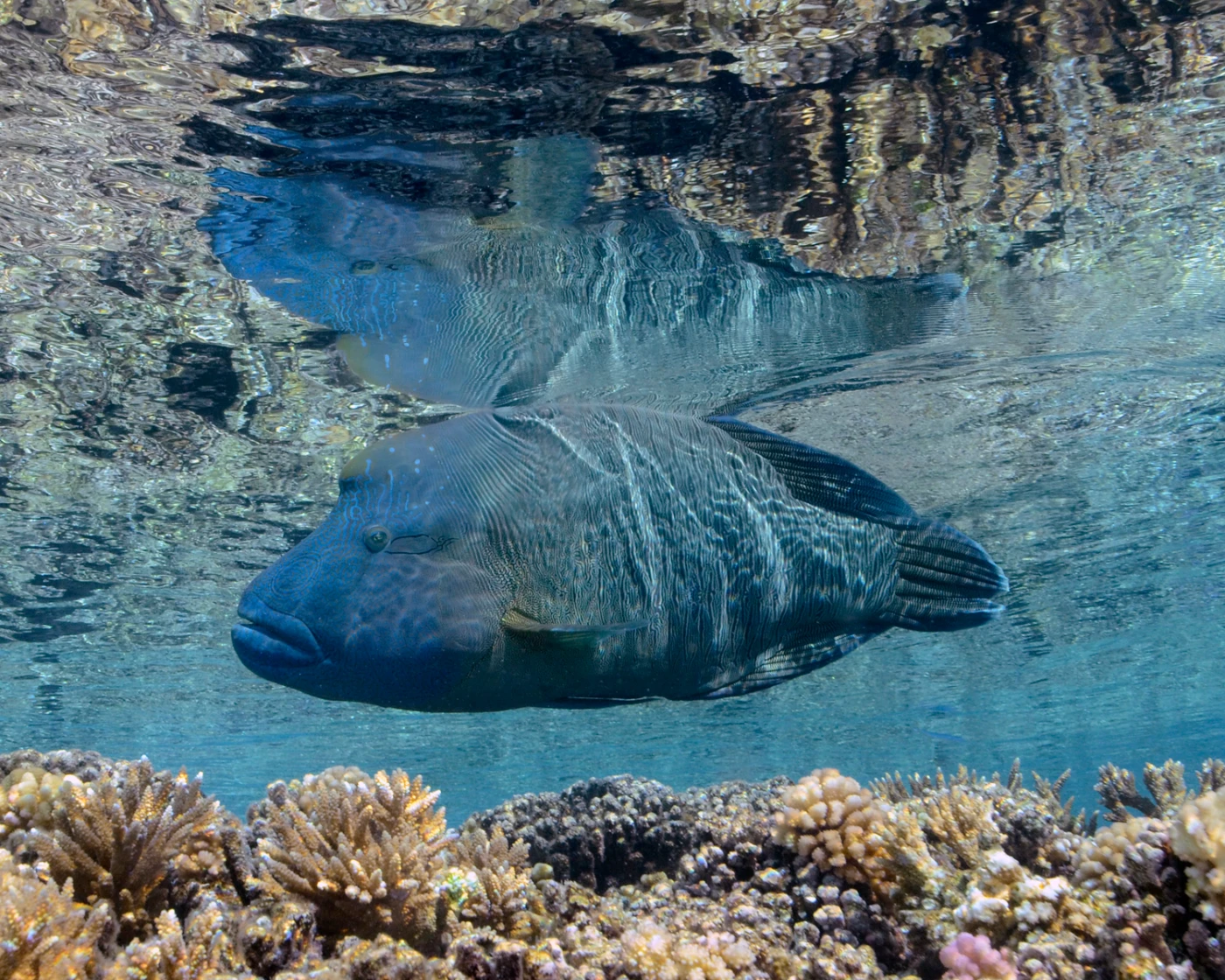 Adult male Humphead wrasse looking for food in a shallow Pacific reef ; this 120 cm individual is probably about 30 years old. (Source of photo: Professor Yvonne Sadovy of School of Biological Sciences, HKU)