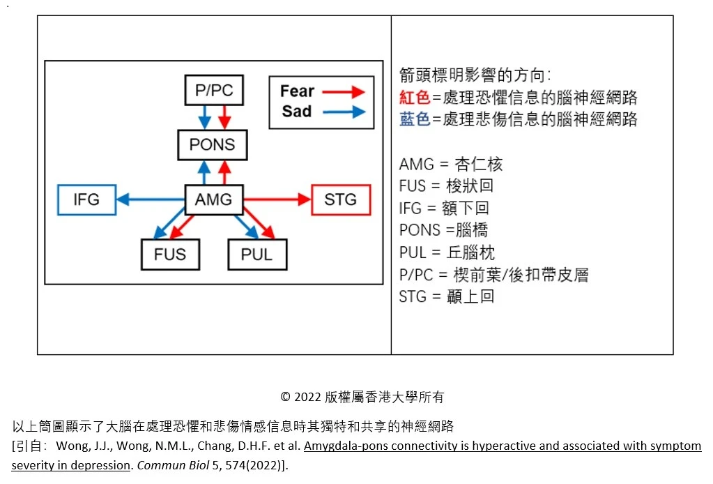 香港大學腦與認知科學國家重點實驗室 揭示人類的腦橋(PONS)在處理悲傷信息時發揮重要作用