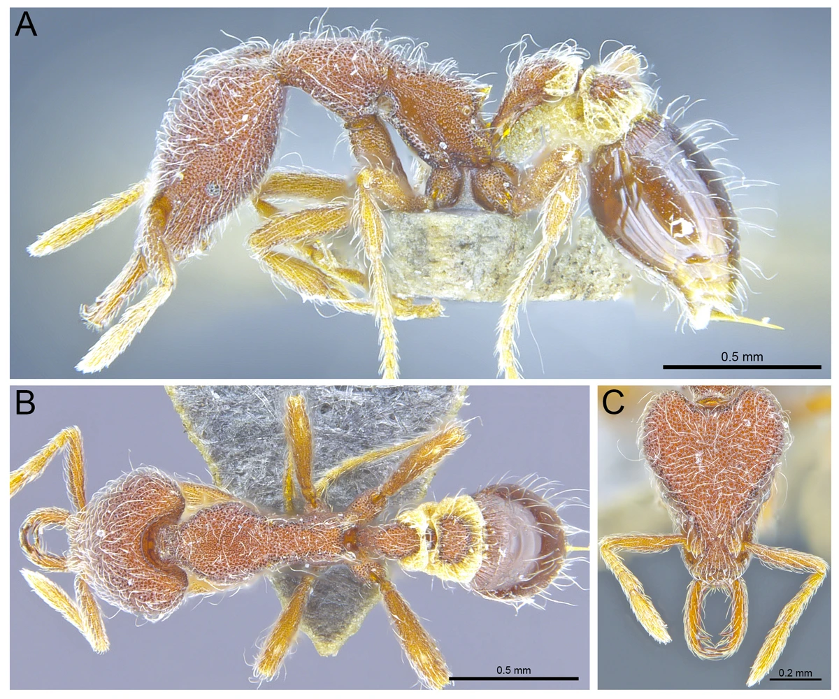 Profile (top), dorsal (bottom left) and head (bottom right) views of Strumigenys hirsuta, one of the three new ant species described from Hong Kong for the first time. （photo credit：The University of Hong Kong)
