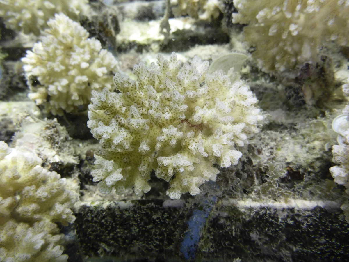 海洋生態學家發現珊瑚礁無脊椎動物的新陳代謝<br>
或受底棲生物群組合而變化而影響