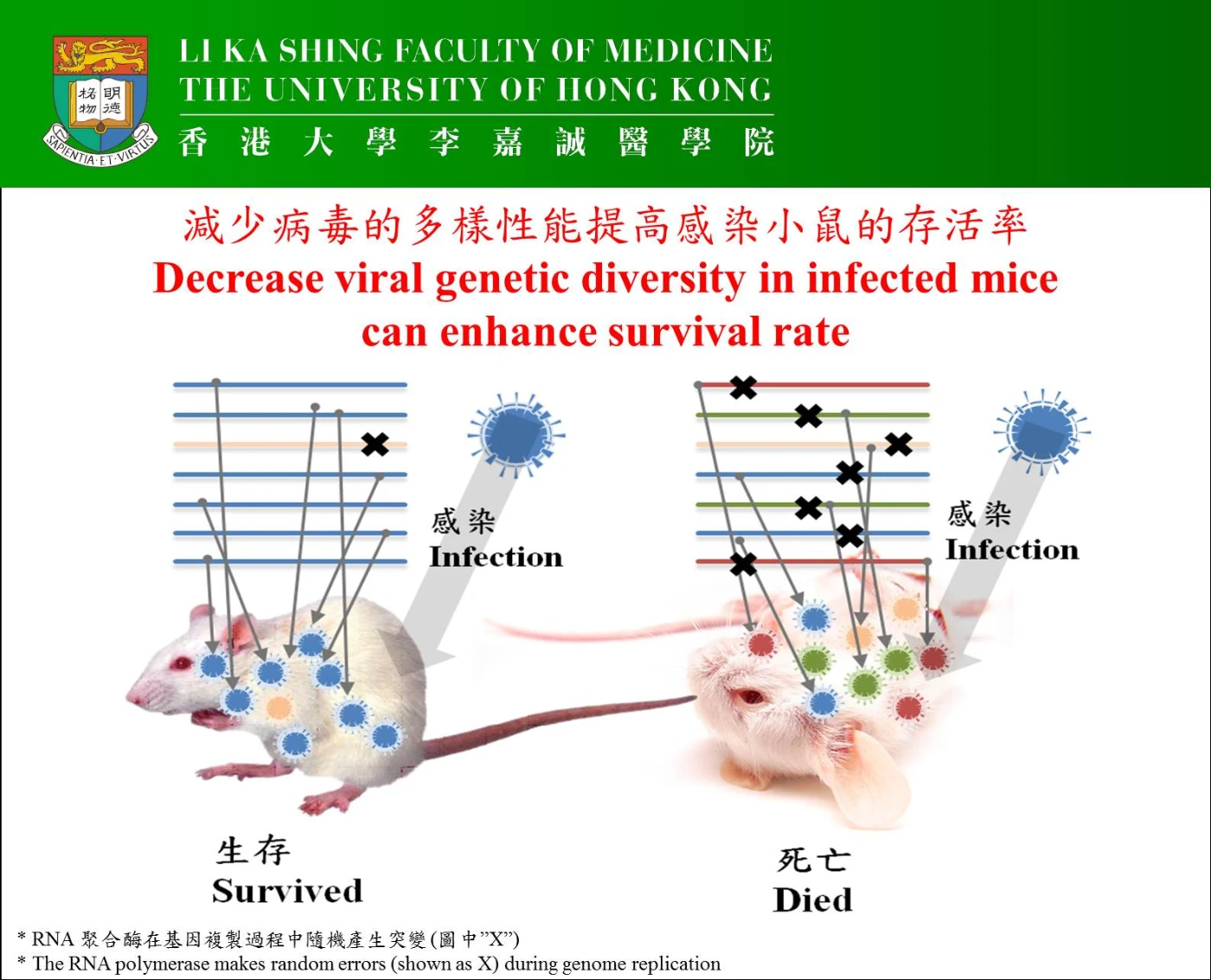研究發現減少病毒的多樣性能提高感染小鼠的存活率。