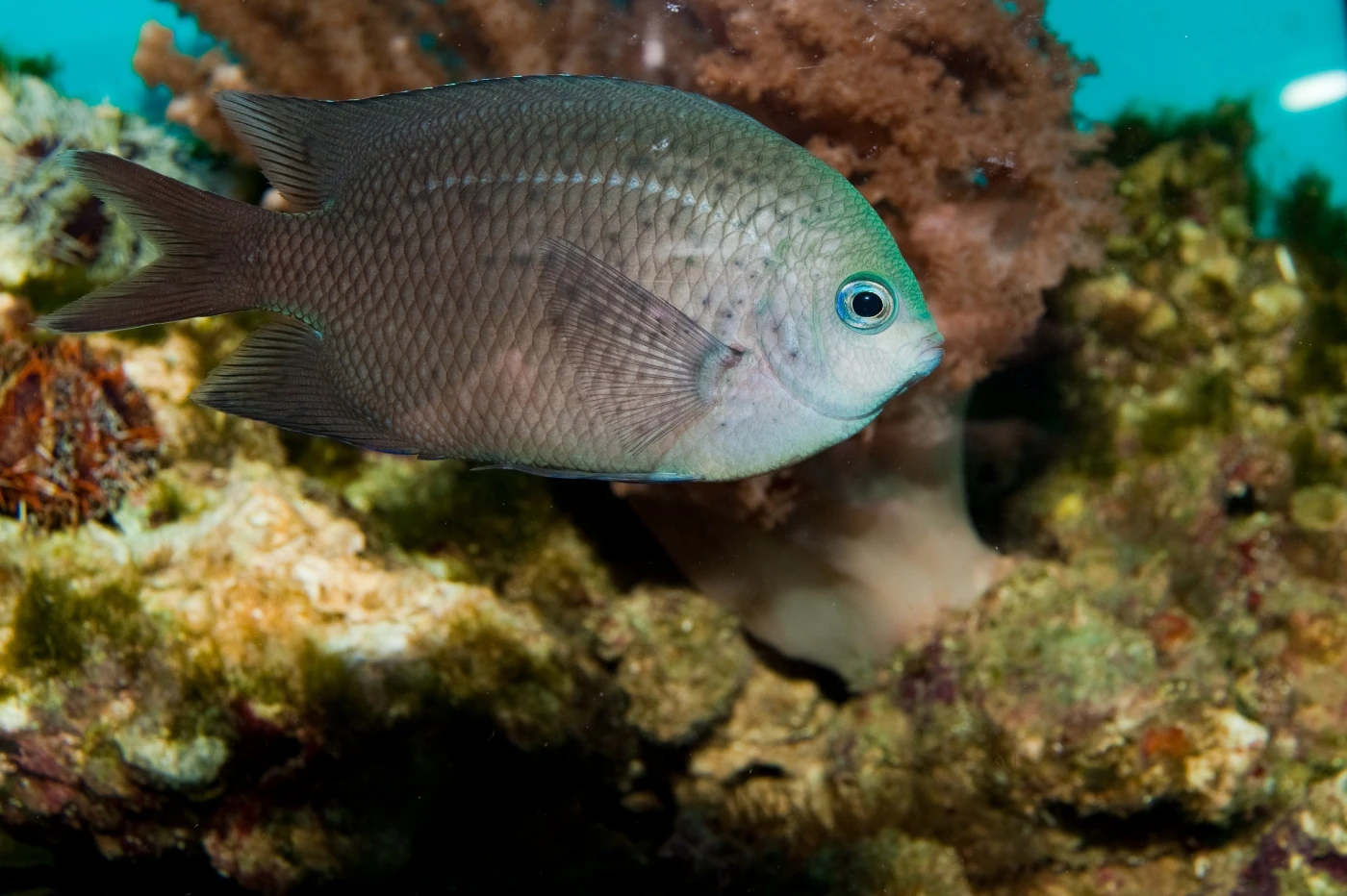 Rapid evolution fuels transcriptional plasticity in fish species <br>
to cope with ocean acidification