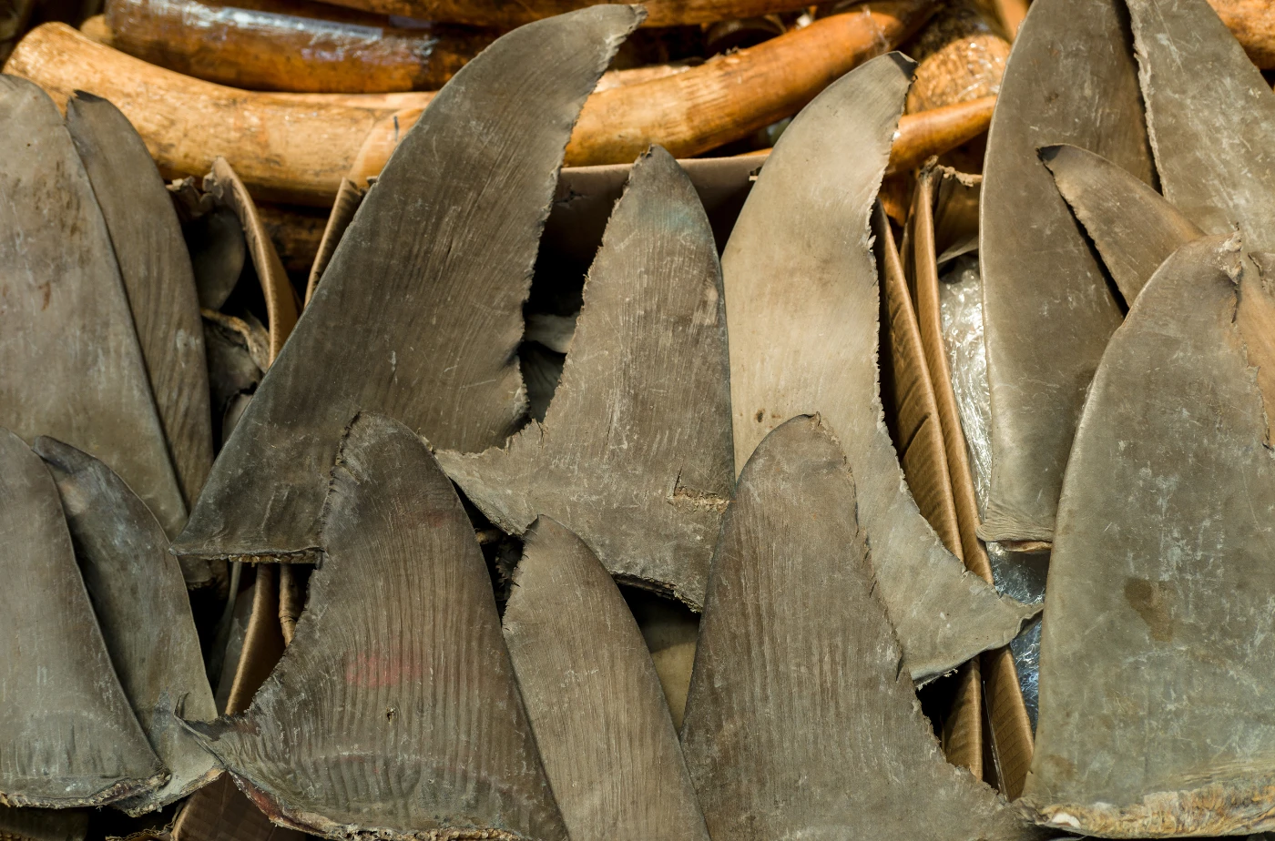 Out of Control Means Off the Menu:<br>
HKU-led Study Shows that Shark Fin Trade is Unsustainable