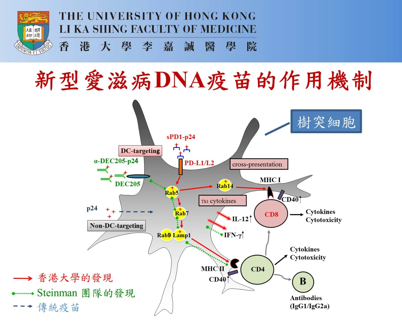 The graph illustrates the mechanism of novel AIDS DNA vaccine.