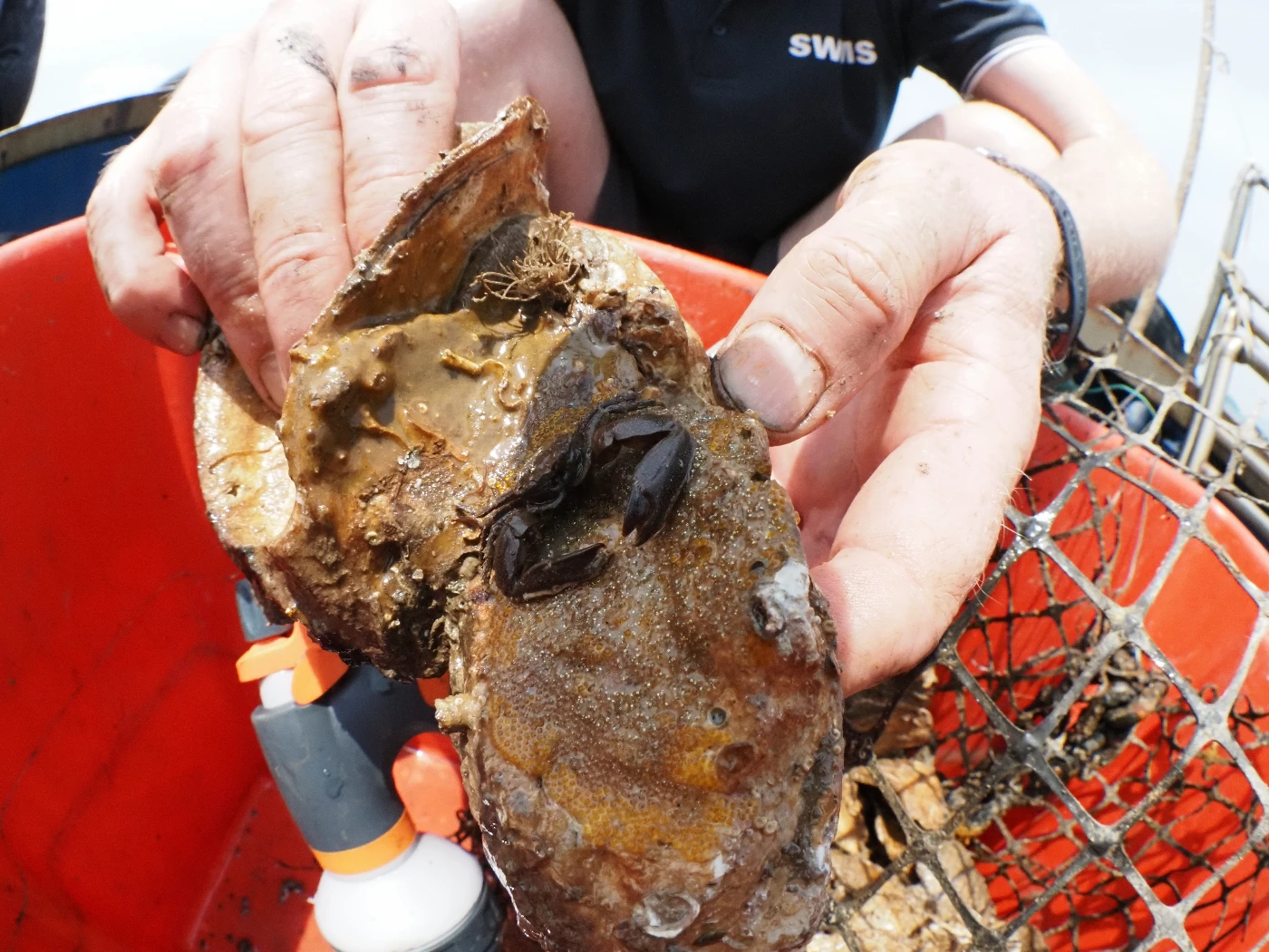 Image 3. Dr Bayden Russell documenting the species diversity of a restored oyster reef in Hong Kong. Photo credit: Miko LUI, The Nature Conservancy HK.