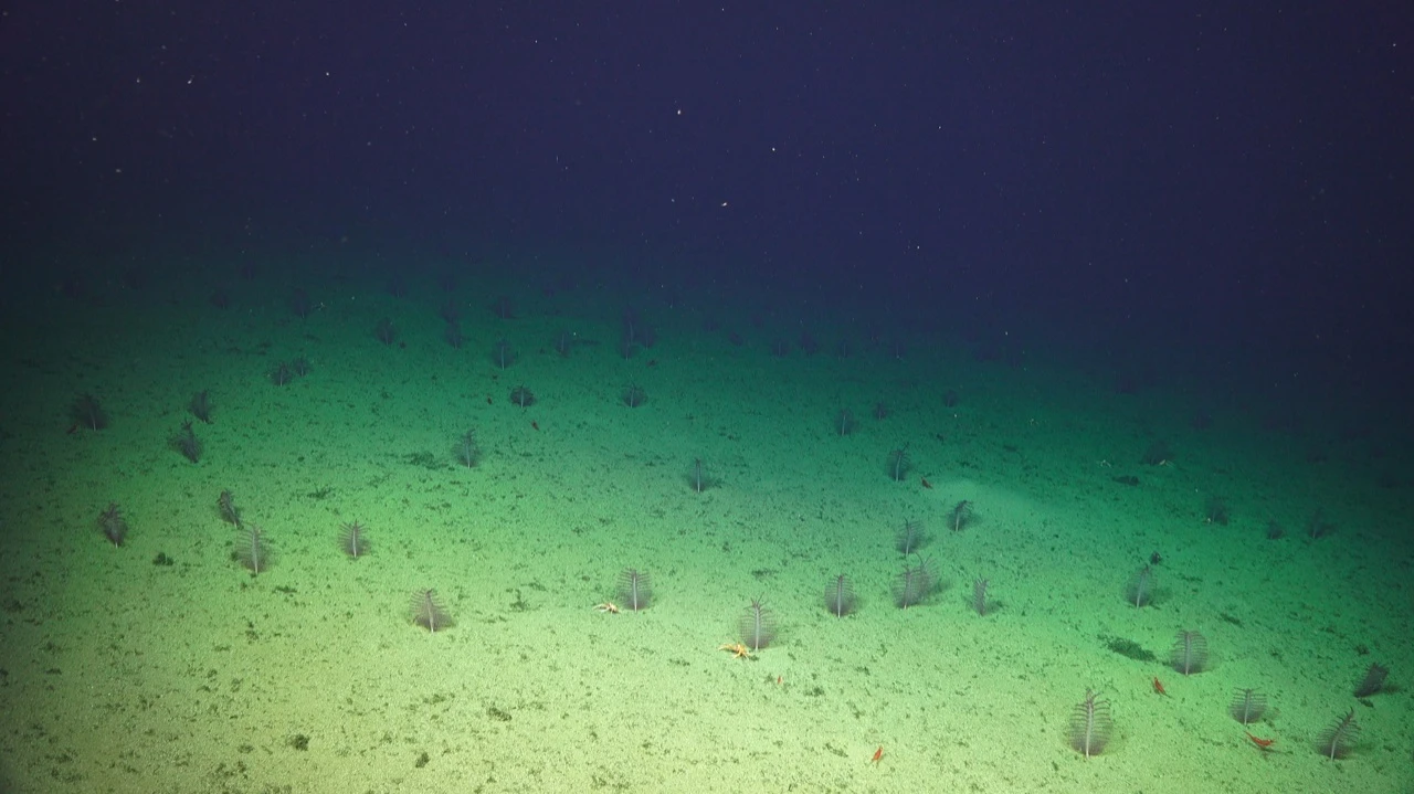 A field of sea pens on a seamount off the Pacific Coast of Costa Rica.
Photo credit:  Schmidt Ocean Institute, FK190106, Erik Cordes Chief Scientist.