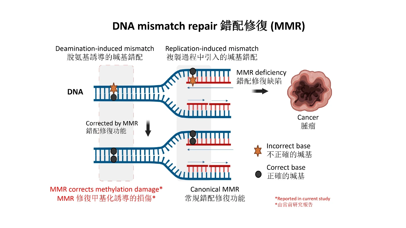 HKUMed discovers an unknown function of DNA mismatch repair <br>
that protects us from cancer
