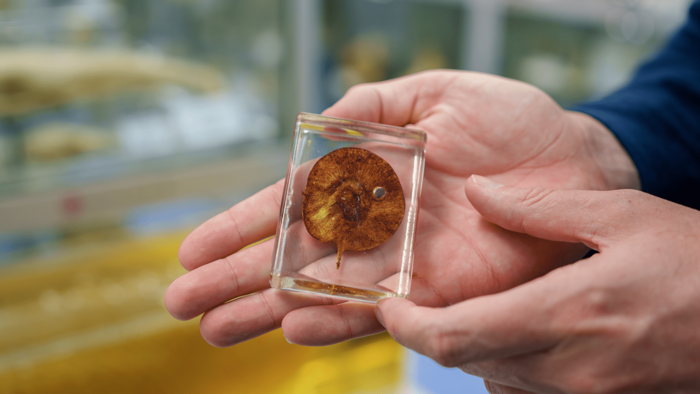 Professor Guénard shows off a sample at the Hong Kong Biodiversity Museum..