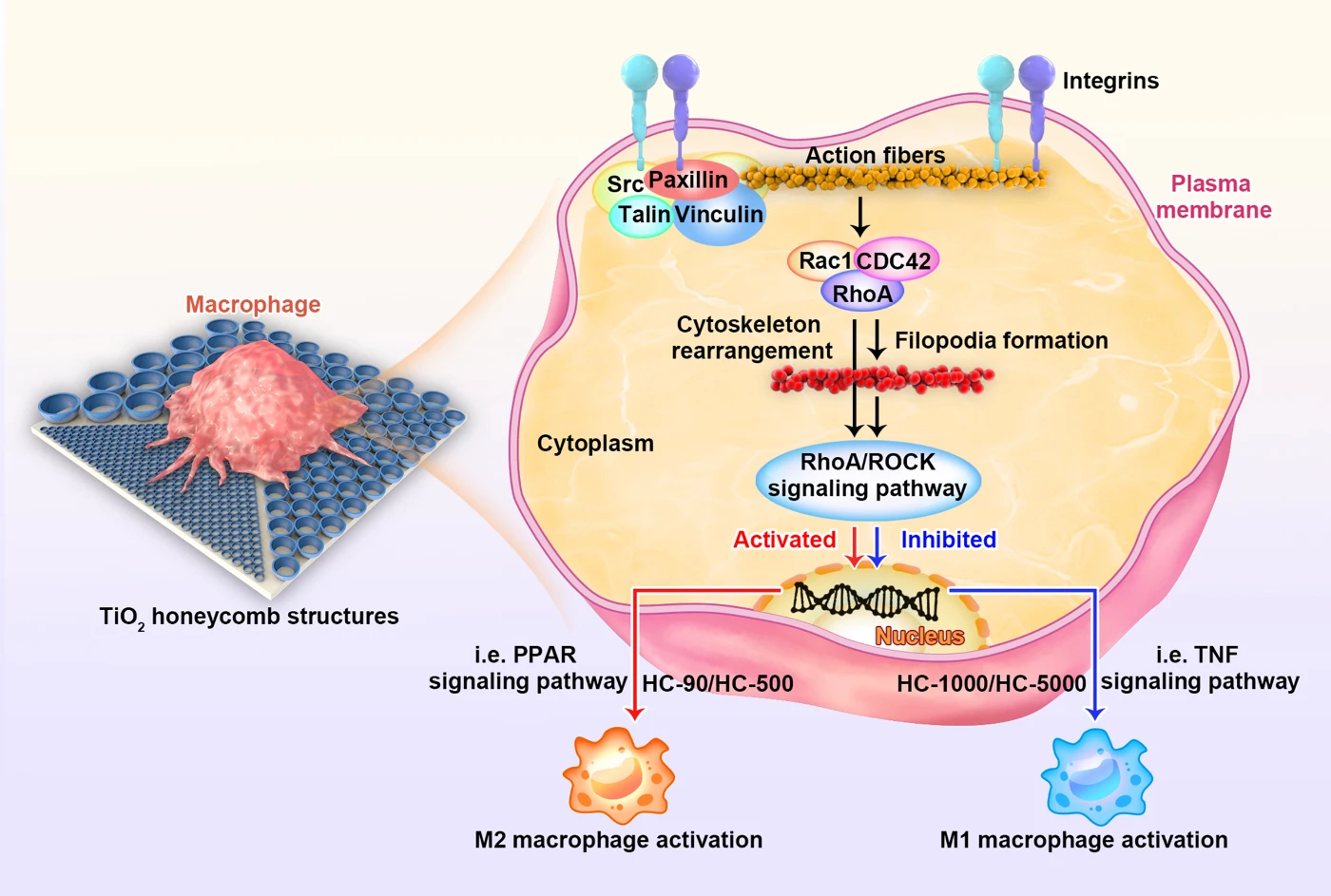 Due to the limited space confinement, the honeycomb-shaped nano-structures in 90 nm can signal M0 macrophages to switch into anti-flammatory subset (M2) rather than pro-inflammatory subset (M1) via RhoA/ROCK signalling pathway.