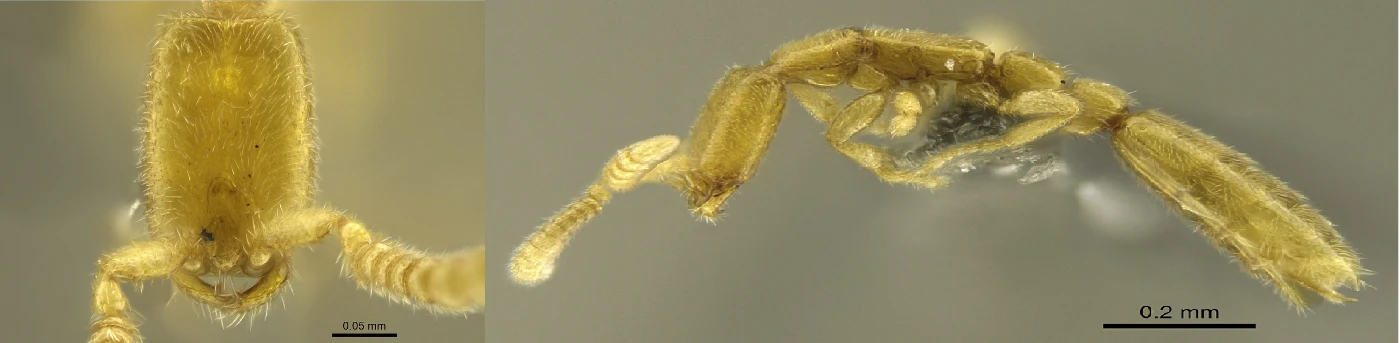 A species of the genus Leptanilla sp. is only 1.2mm long