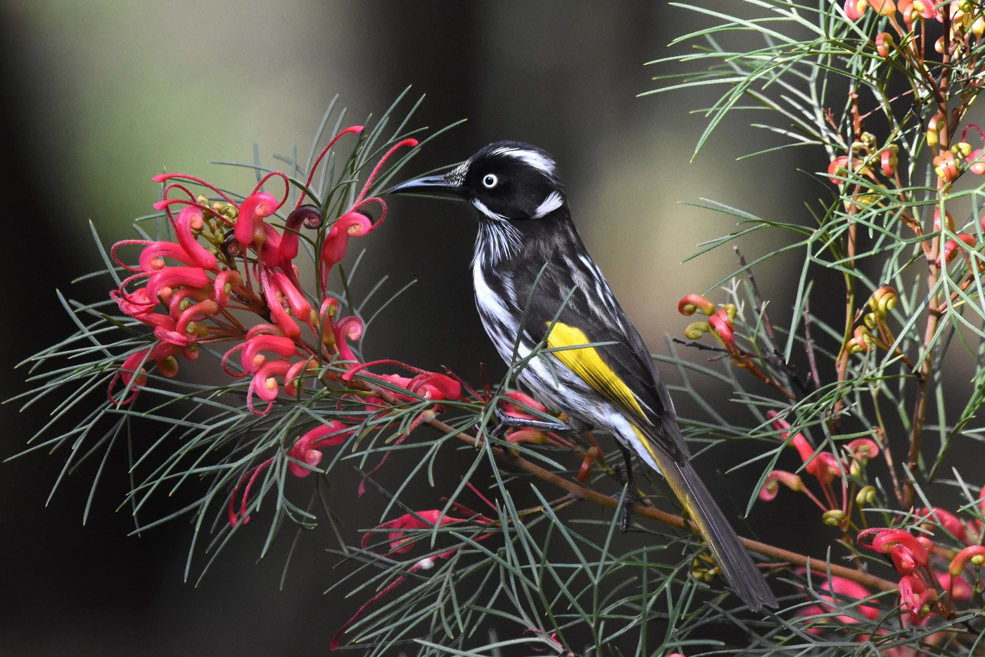 雀鳥愛吃甜！<br>
由香港大學演化生物學家共同開發的研究發現<br>
鳴禽祖先演化出一種新的嘗甜方式