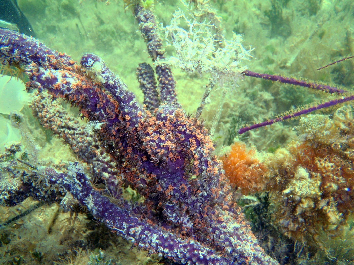 HKU marine scientists unravel the reward and punishment system in coral-algae relationship