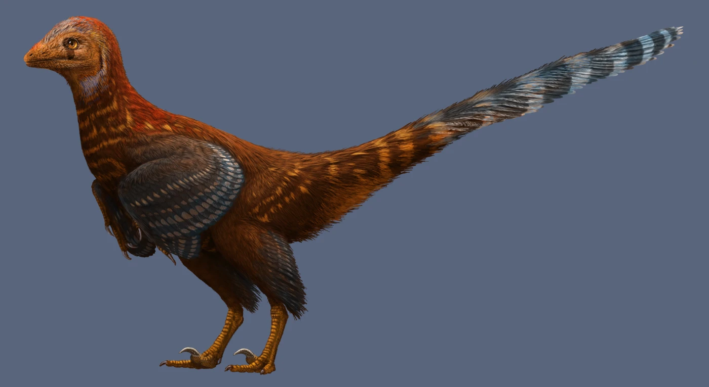 HKU palaeontologist discovers new bird-like dinosaur with flight associated feathers - Jianianhualong tengi