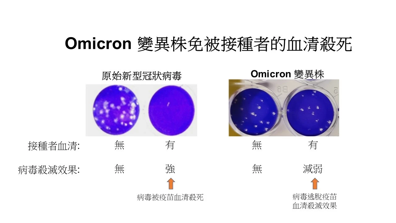 Cells infected were infected with each virus alone or virus mixed with blood serum from vaccinated persons. The cells stain blue but when the cells are killed by virus you see a hole (white) in the cell sheet. In the figure you see that the original 2020 SARS-CoV-2 is completely killed by the blood of vaccinated people but the Omicron virus killing is much reduced.