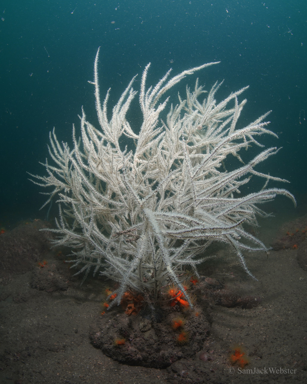 Hong Kong black coral. Photo courtesy of Sam Webster