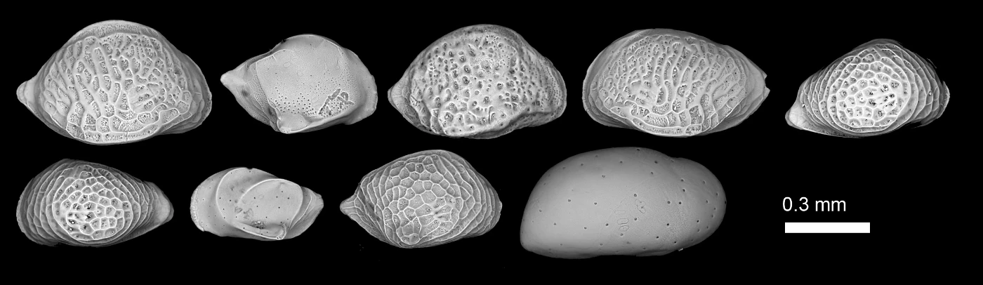 HKU Paleontologists Discover Solid Evidence of Formerly Elusive Abrupt Sea-level Jump (English only)