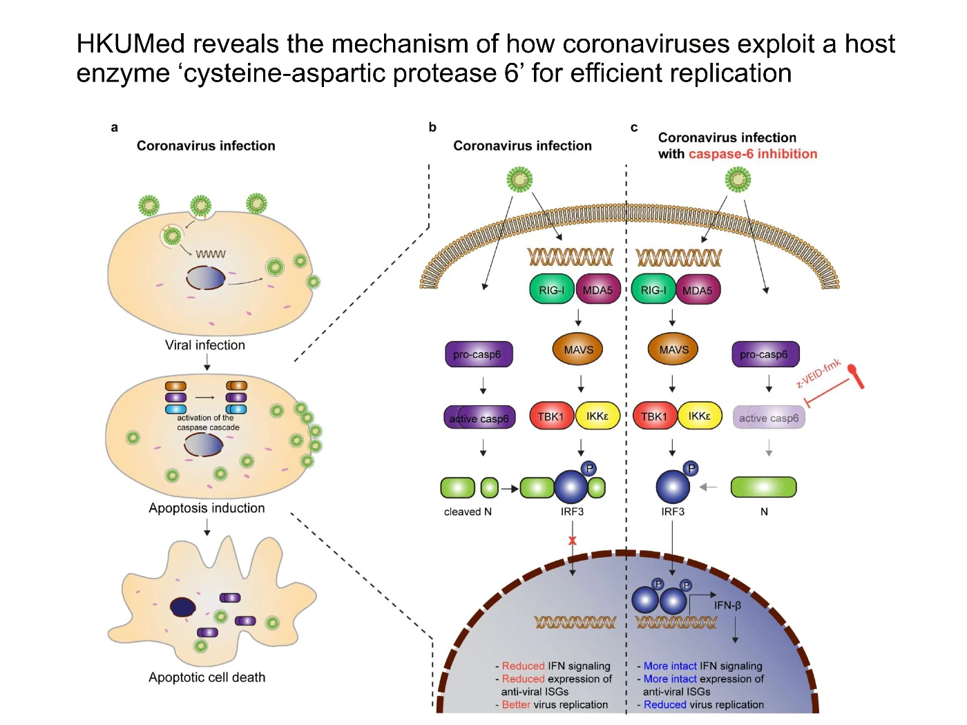 HKUMed reveals the mechanism of how coronaviruses exploit<br>
the host antiviral defence mechanisms for efficient replication