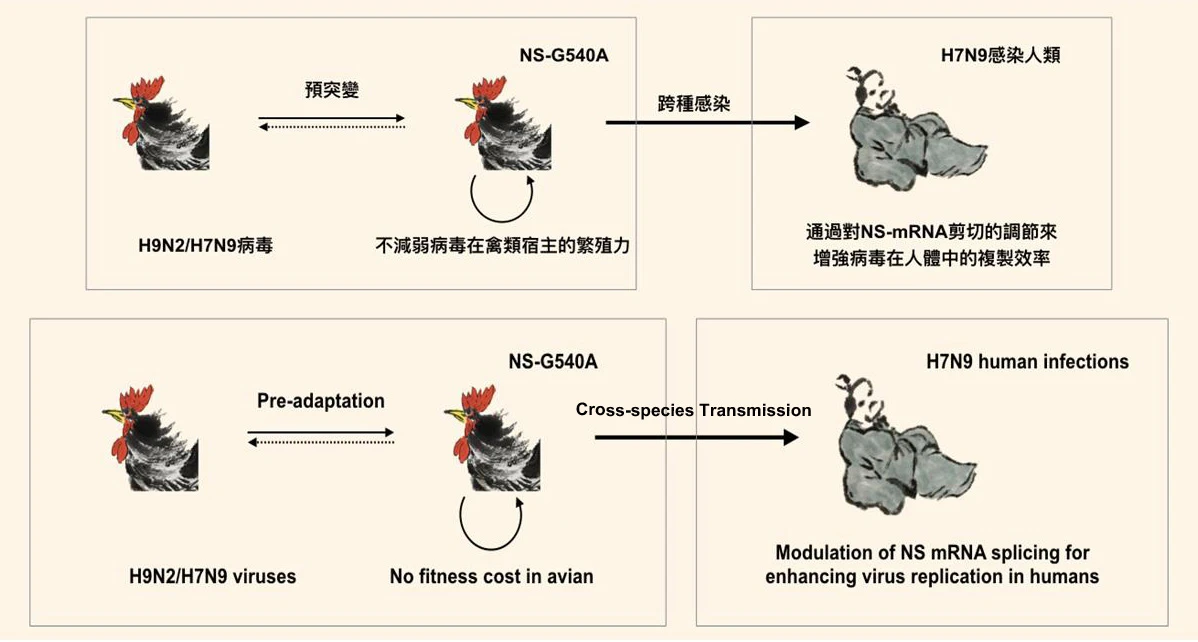 H7N9 virus carries the NS-G540A mutation, which allows the virus to replicate in mammalian cells and circulate efficiently in avian hosts.
