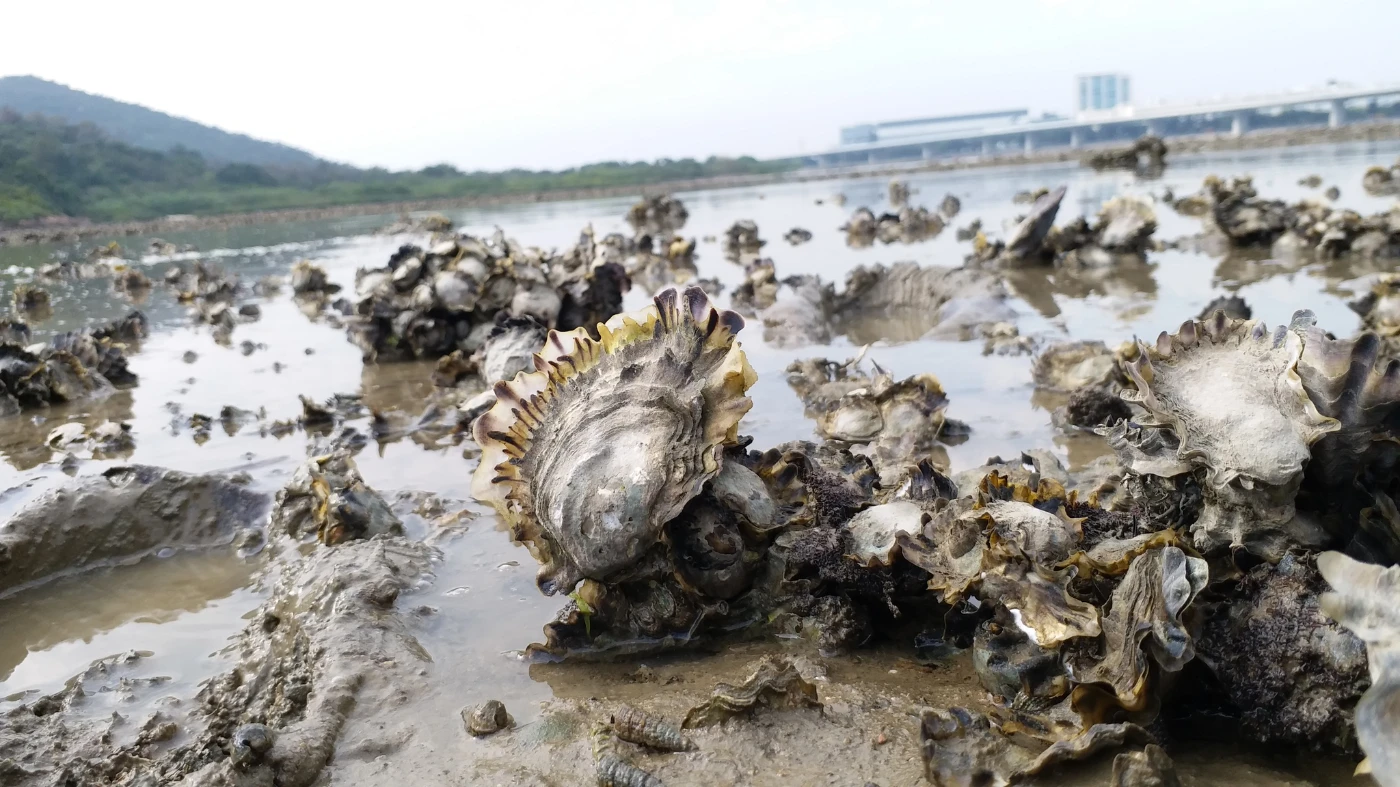 Seven square meters of a Hong Kong oyster reef can filter up to one Olympic swimming pool of water in a single day
©Marine Thomas/Courtesy TNC