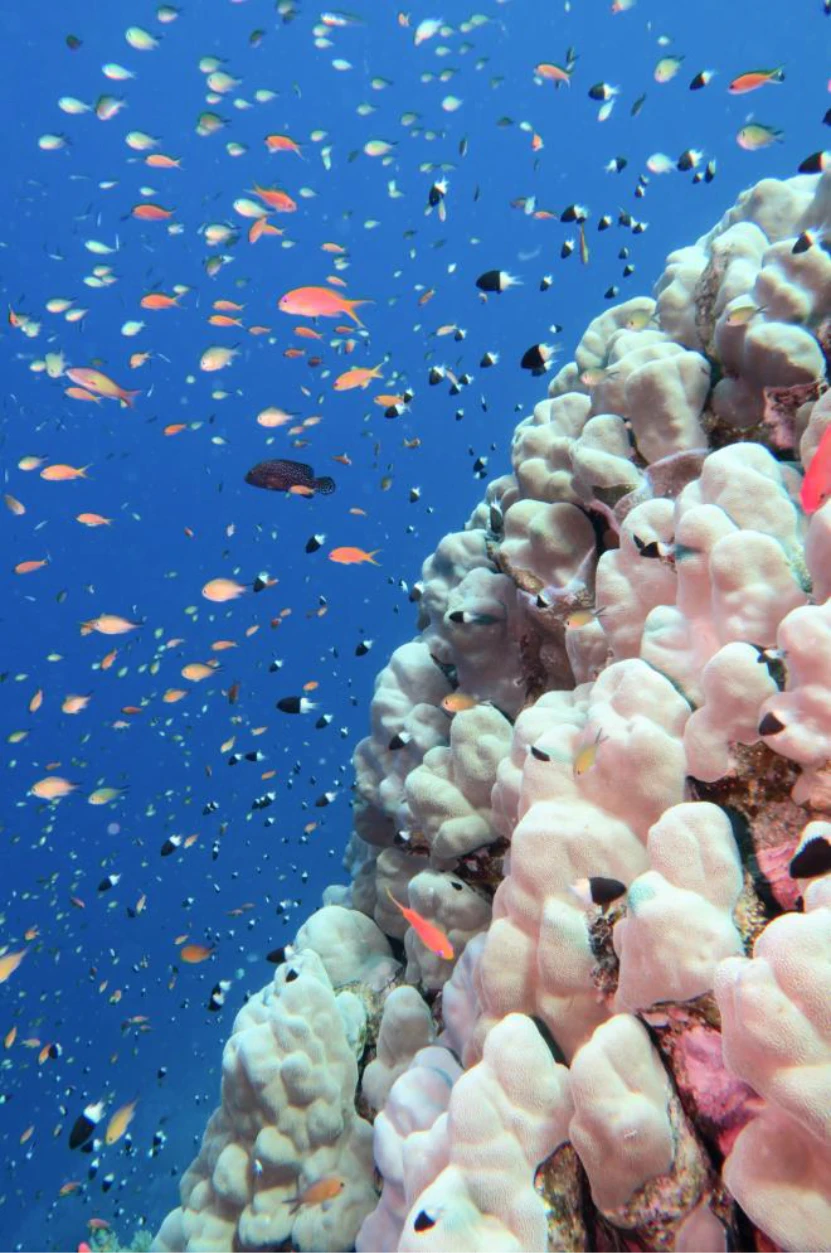 A coral bommie filled with a variety of coral reef fish species with differential effects with increased sea temperatures during marine heatwaves.